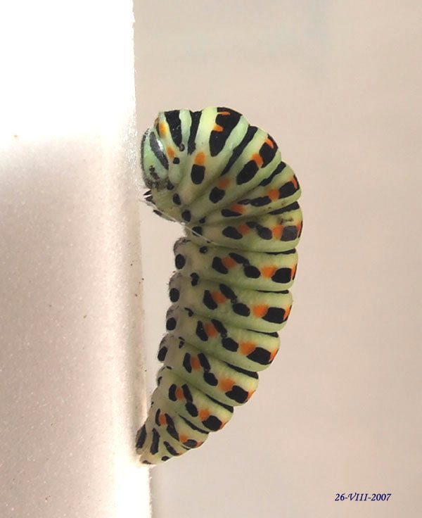 Le trasformazioni di Papilio machaon